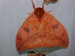 Automeris moloneyi