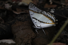 Polyura nepenthes