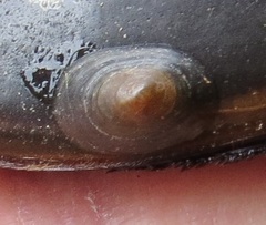 Image of Laevapex fuscus