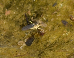 Hydrophorinae