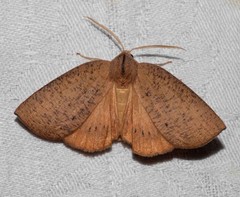 Fisera bradymorpha