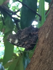 Kaniska canace nojaponicum