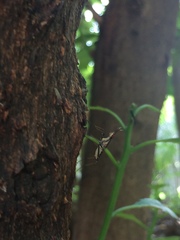 Stypocladius appendiculatus