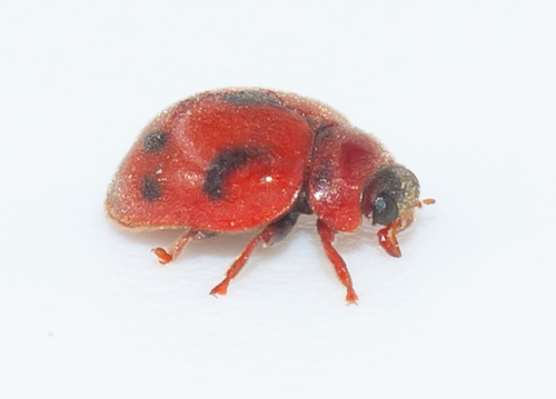 Vedalia Beetle