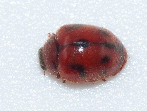 Vedalia Beetle