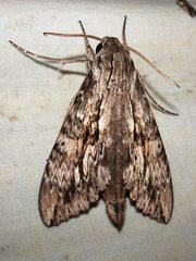 Erinnyis yucatana