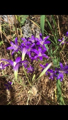 Brodiaea elegans hooveri