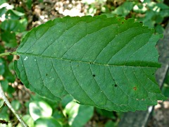 Acronicta radcliffei