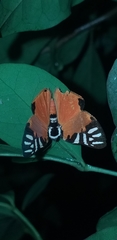 Symmachia rubina