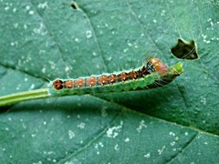 Acronicta radcliffei
