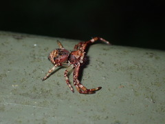 Strigoplus guizhouensis