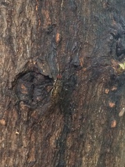 Stypocladius appendiculatus