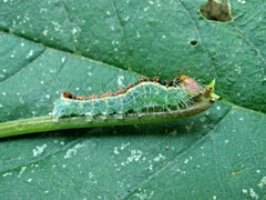 Acronicta radcliffei