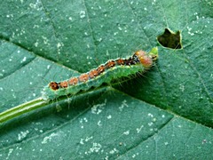 Acronicta radcliffei