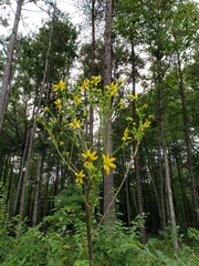 Silphium compositum