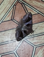 Bastilla arcuata