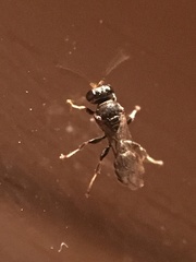 Clitemnestra bipunctata