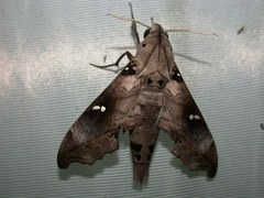 Madoryx oiclus