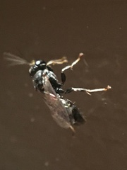 Clitemnestra bipunctata