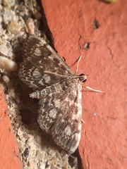 Anania coronata