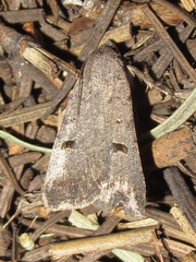Abagrotis trigona