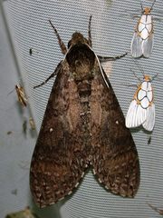 Manduca occulta