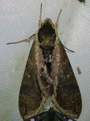 Manduca hannibal