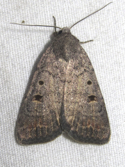 Abagrotis