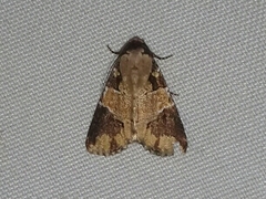 Condica cupentia