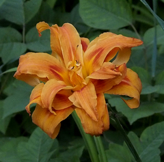 Hemerocallis fulva kwanso