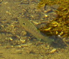Lepomis peltastes