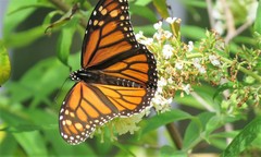 Danaus plexippus