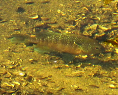 Lepomis peltastes