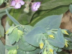 Cerinthe minor