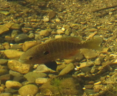 Lepomis peltastes