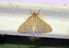 Paracorsia repandalis