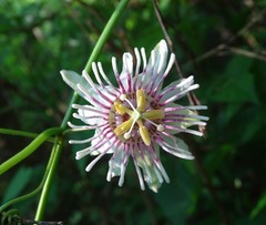 Passiflora colimensis