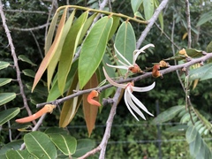 Xylopia aromatica