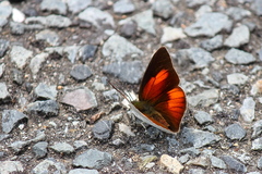 Curetis acuta paracuta