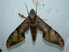 Protambulyx eurycles