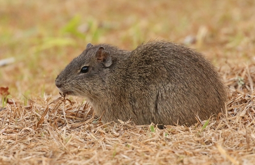 Subspecies Cavia aperea aperea · iNaturalist