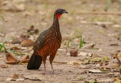 Penelope ochrogaster