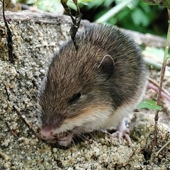 Heteromys pictus