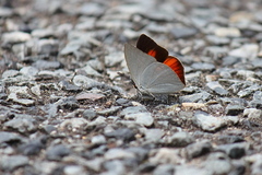 Curetis acuta paracuta