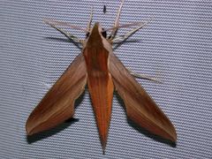 Xylophanes loelia