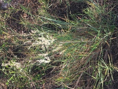 Melinis repens image