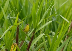 Pseudocolopteryx acutipennis