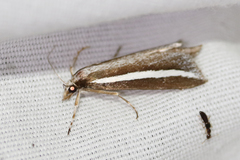 Carectocultus perstrialis