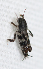 Ellipes minuta