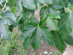 Gyrocarpus jatrophifolius